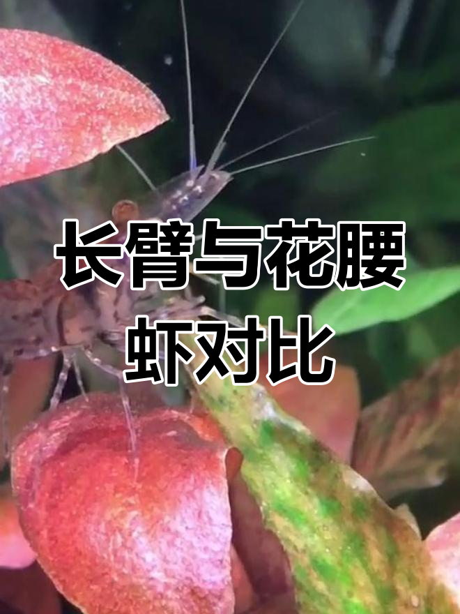 中华小长臂虾有钳子捕鱼,花腰虾靠藻类为生