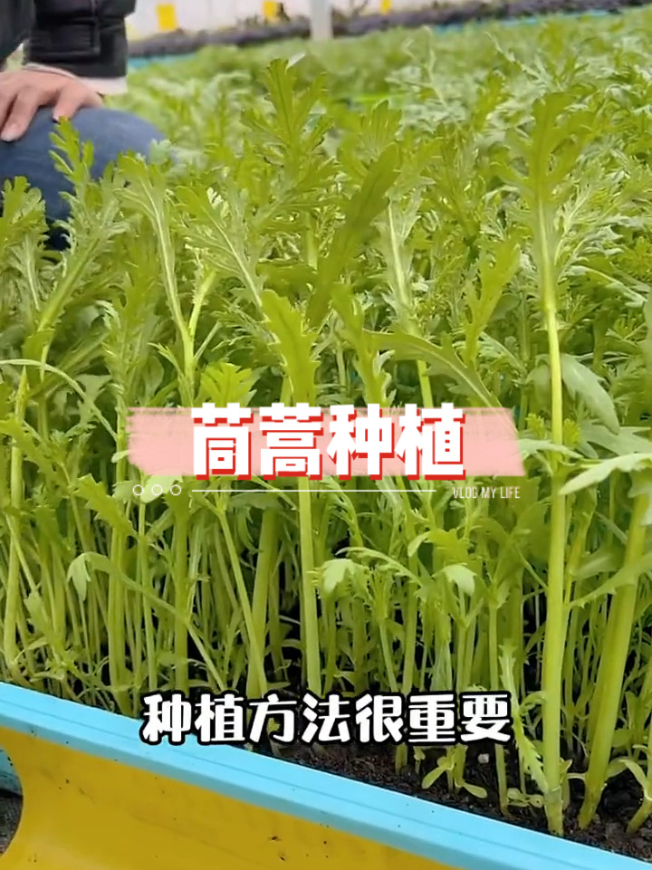 茼蒿的种植方法
