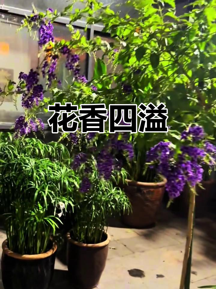 巧克力花，四季绽放，蓝紫香气扑鼻，打造梦幻小花树