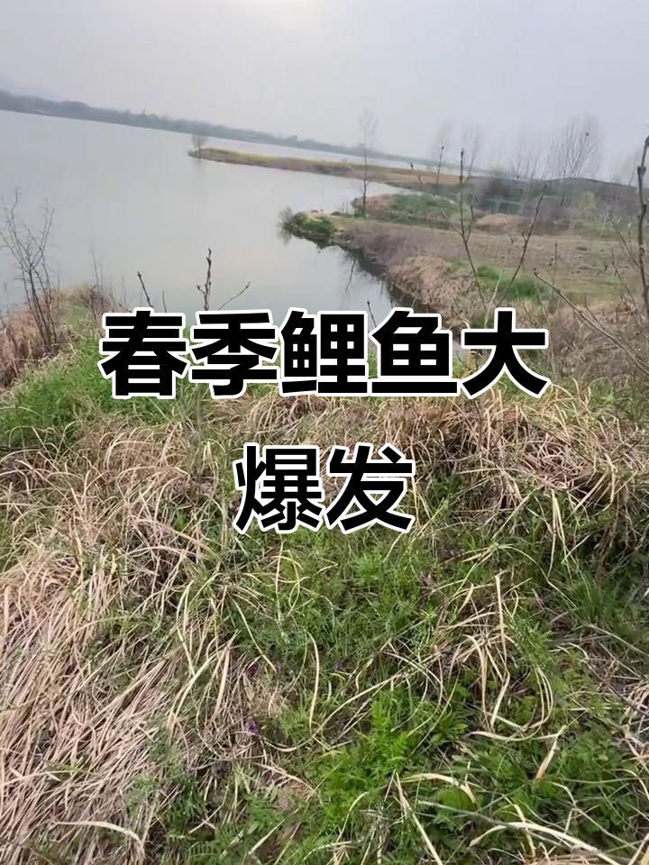 3月春天来临,鲤鱼活跃,水库常见三至五斤鱼儿