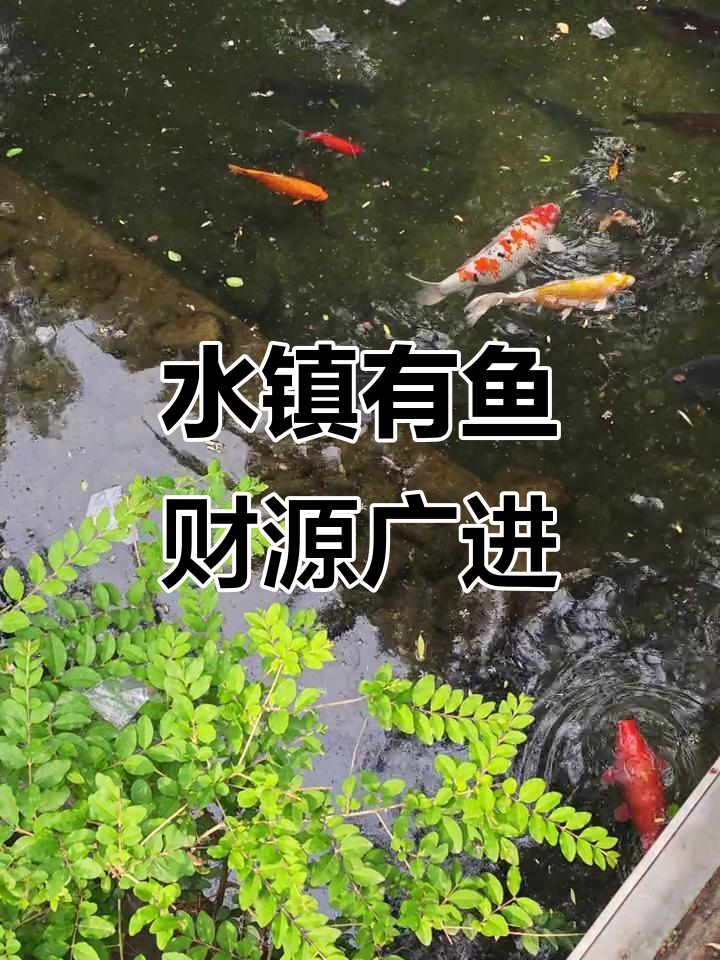鱼游水镇,福字相伴,财运滚滚来