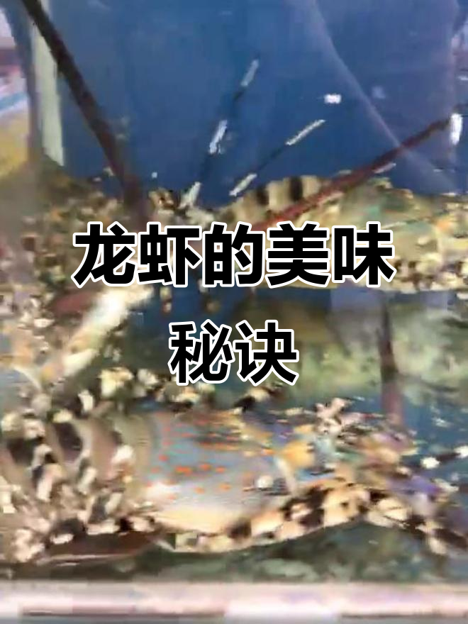 锦绣龙虾，清蒸或煮粥皆美味，送礼自用两相宜