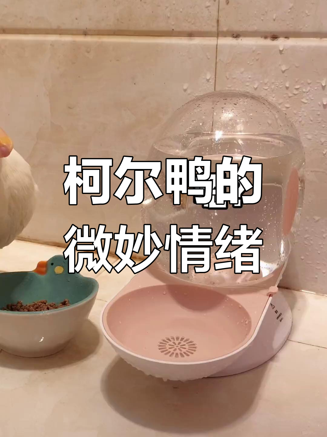 柯尔鸭也能展现微表情