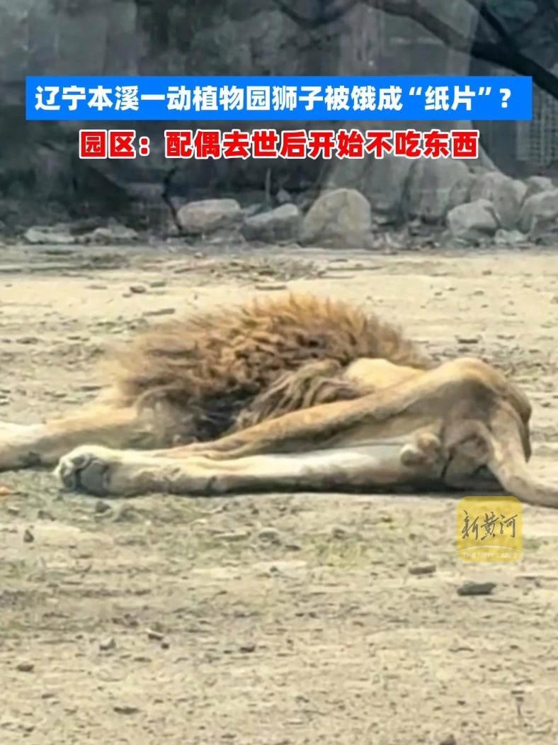 辽宁本溪一动植物园狮子被饿成“纸片”?园区:配偶去世一段时间后,开始不吃东西(记者:李庆斌