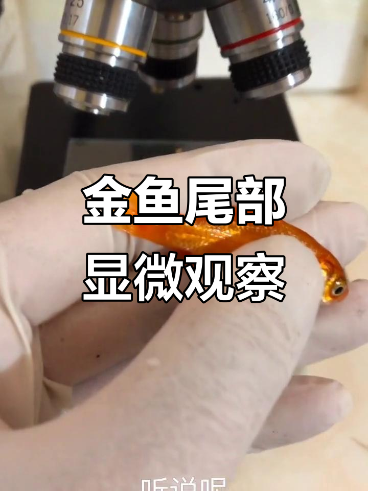 小金鱼尾巴的奇妙结构,显微镜下看血液流动