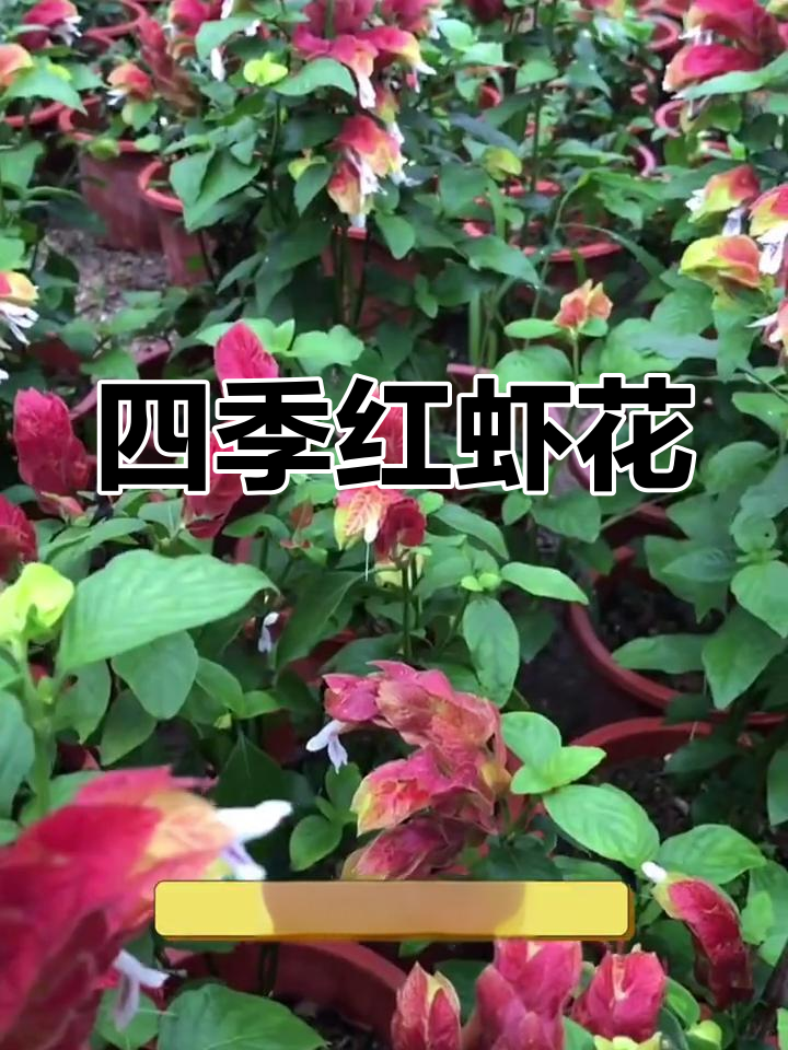 红虾花四季盛开,既耐寒又易养,适合各种种植环境