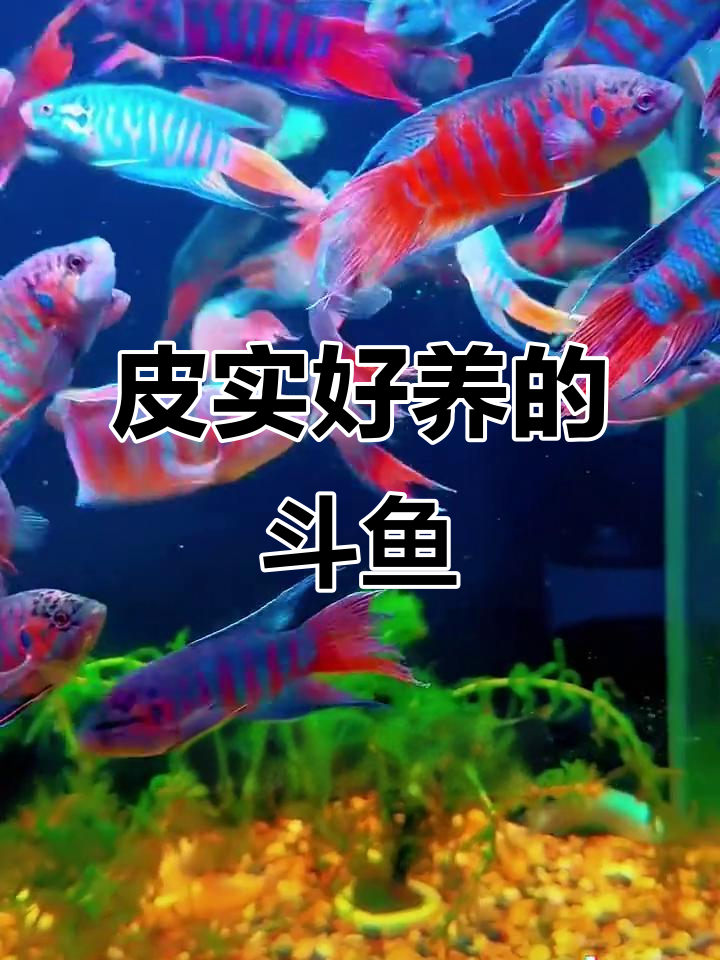 中国斗鱼:比泰国斗鱼更耐养,灵动如水中精灵