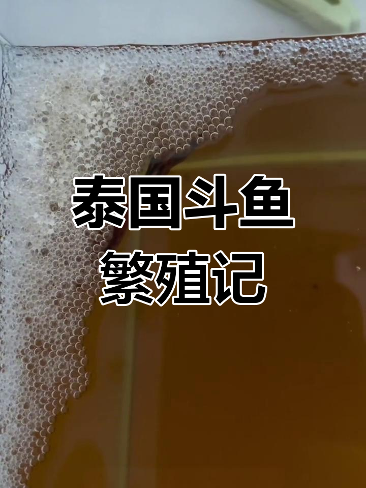 泰国斗鱼配对成功,卵已孵化!