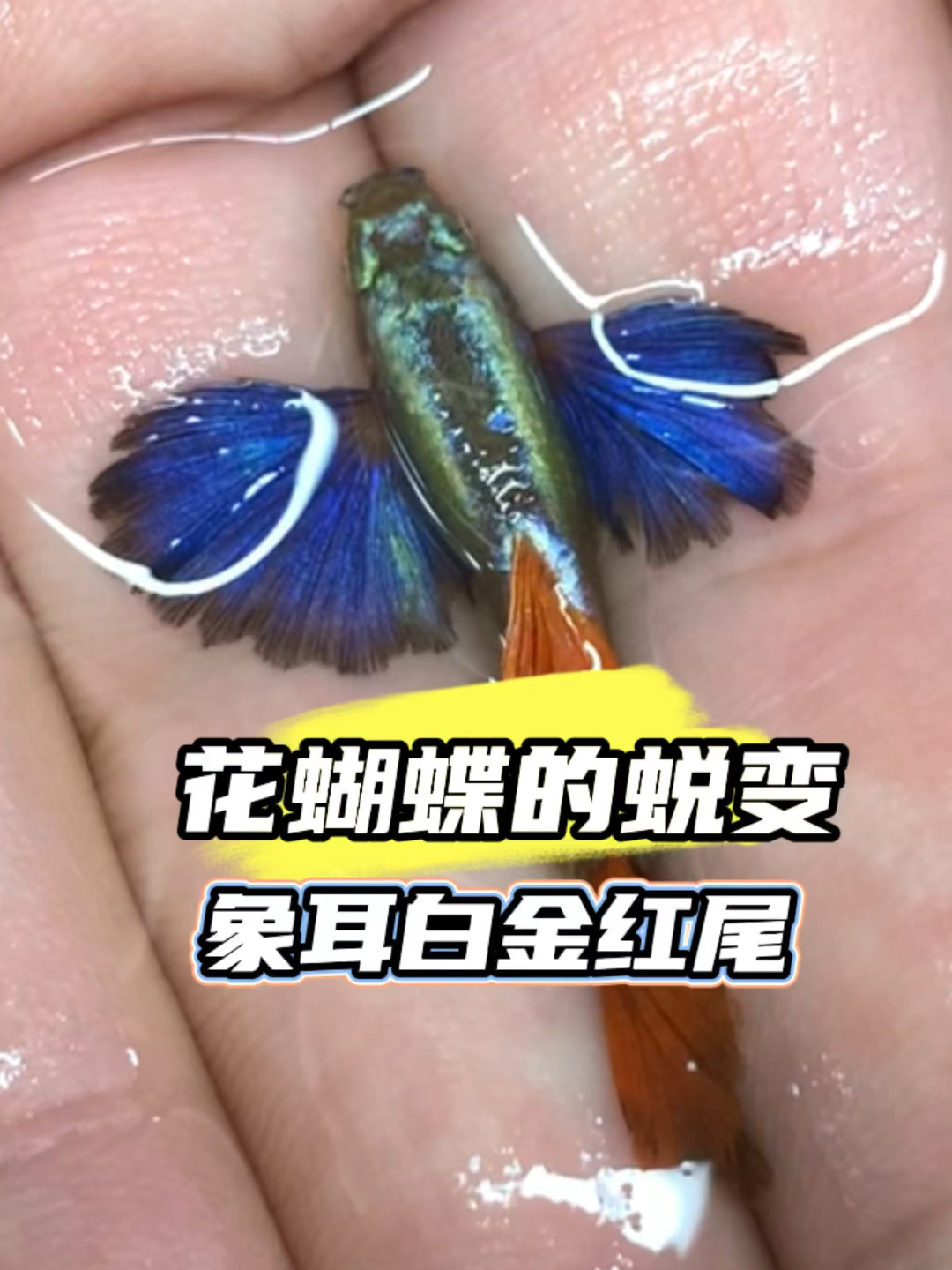 网红鱼之象耳白金红尾孔雀鱼