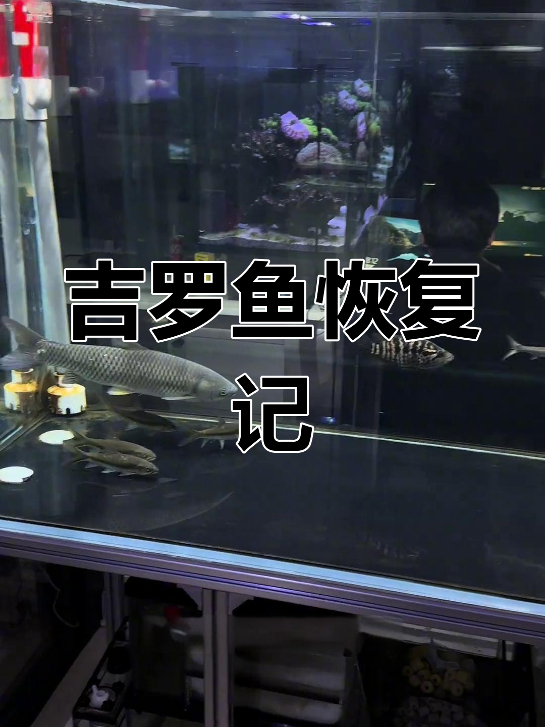 吉罗鱼恢复过程揭秘:从失漂到复原
