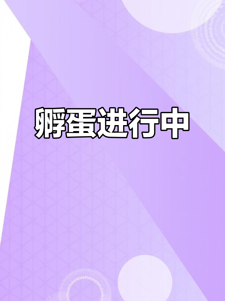 破损鸽子蛋也能孵化,观察小鸡出壳全过程