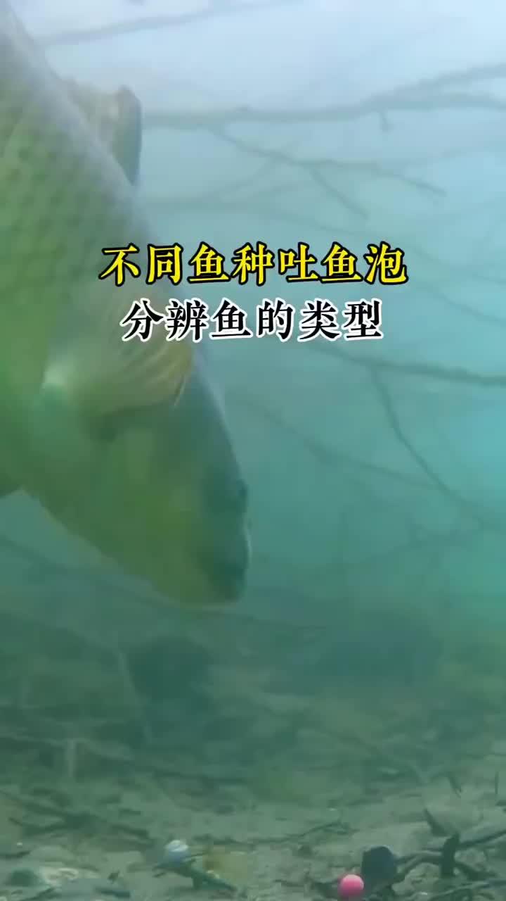 怎么通过鱼泡分辨鱼的类型!鱼泡 钓鱼技巧 夏天钓鱼 平东仔活饵 钓鱼狂开口