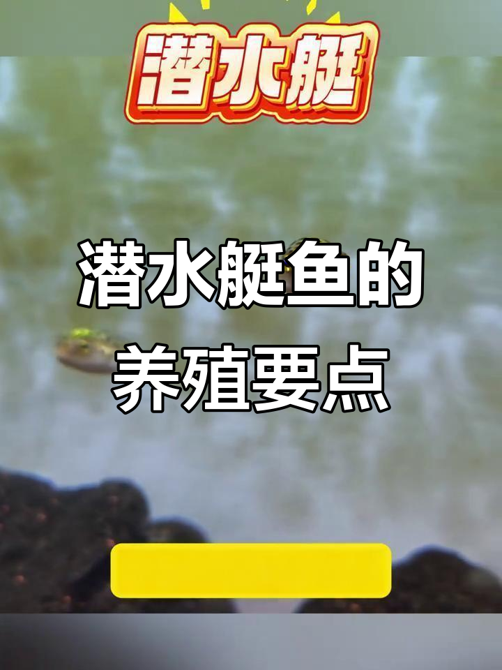 潜水艇鱼:呆萌却凶猛,汽水鱼养护技巧