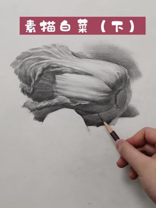 保姆级素描白菜教程(下)