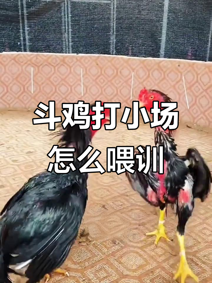 斗鸡打小场训练技巧:从跑步到炖汤全攻略