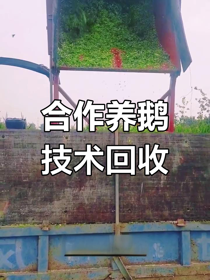 大型鹅苗孵化场,合作养殖创业新机会