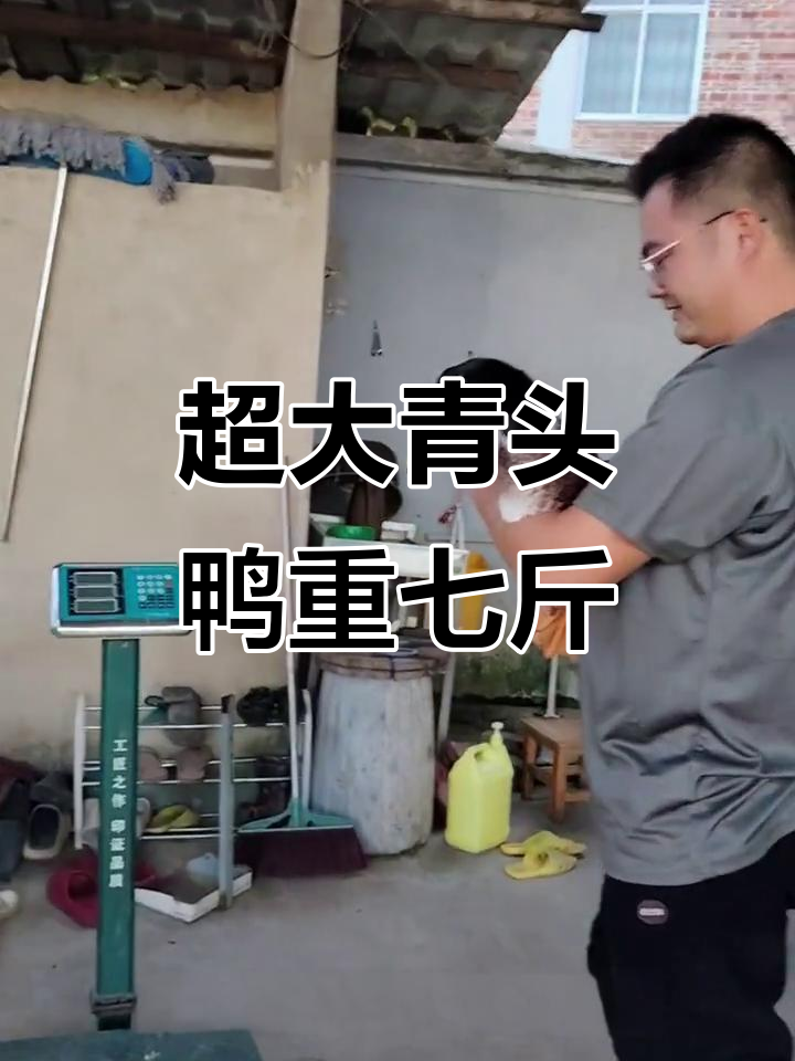 这只大青头鸭竟然有七斤二,太能吃了!