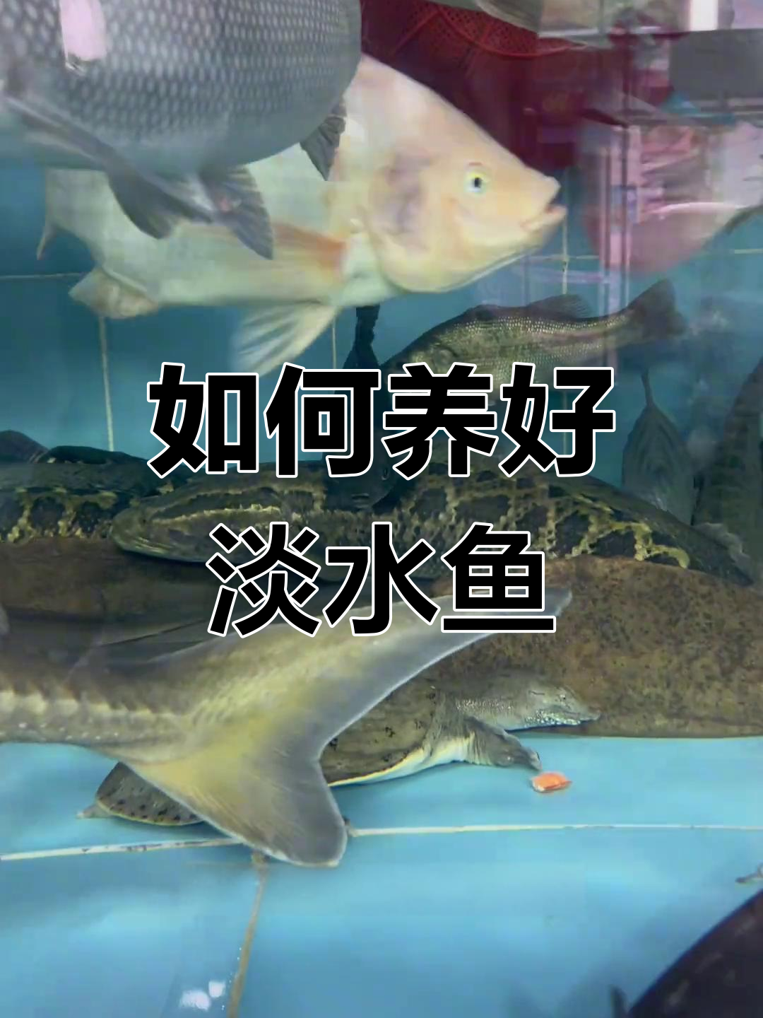 淡水鱼养殖技巧:水质管理、过滤系统与隔离方法全解析