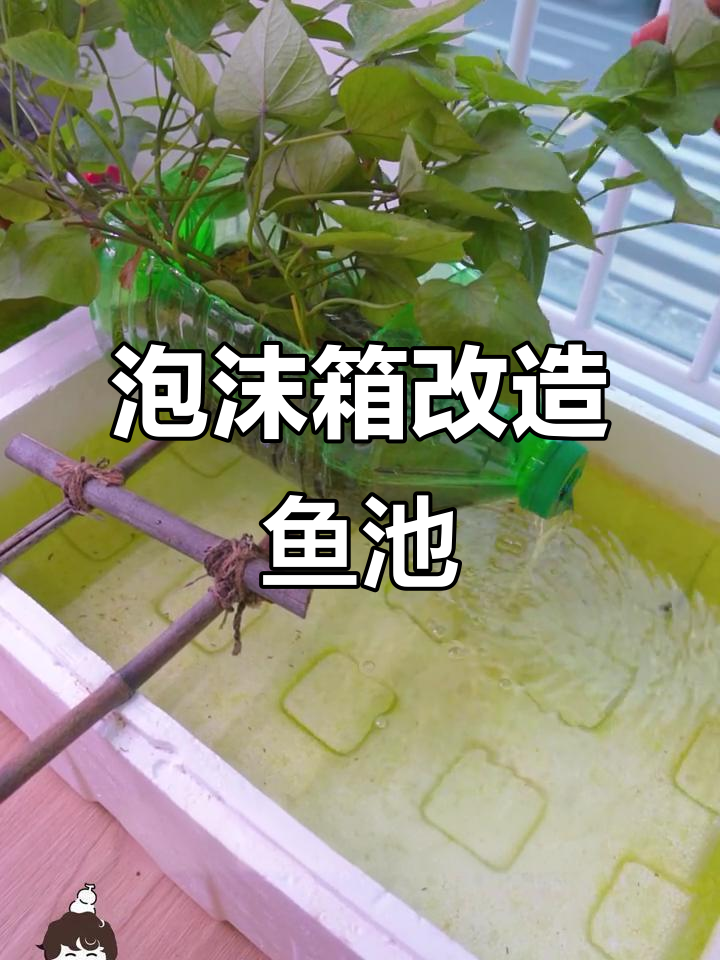 废旧泡沫箱变身鱼菜共生装置,简单又高效!
