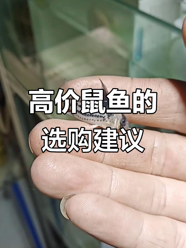高端鼠鱼价格高，新手先从便宜品种练起