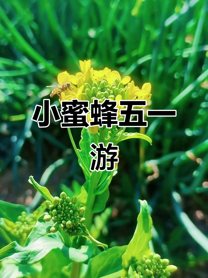 五一假期去哪儿?小蜜蜂带你玩转菜花田