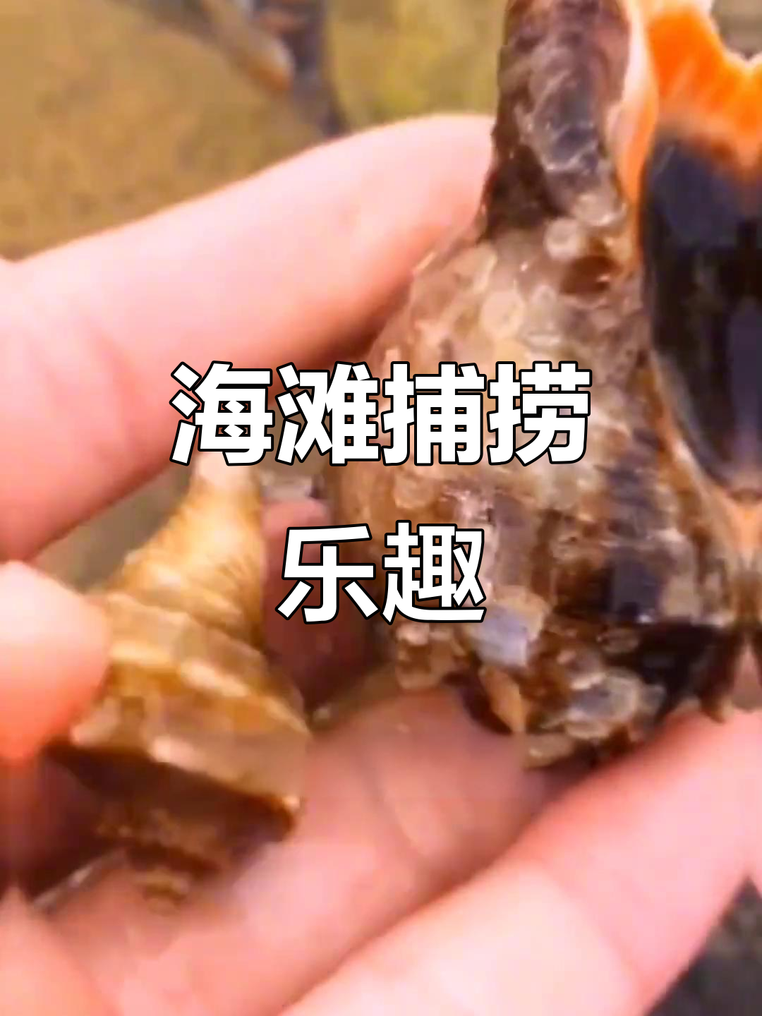 赶海抓海鲜大作战,猫眼螺、多宝鱼一网打尽