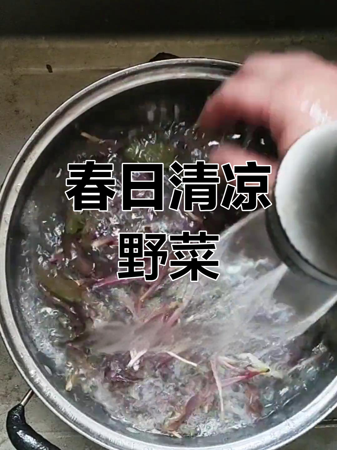 春季野菜,清热解毒,凉拌曲麻菜让你清爽一整季!