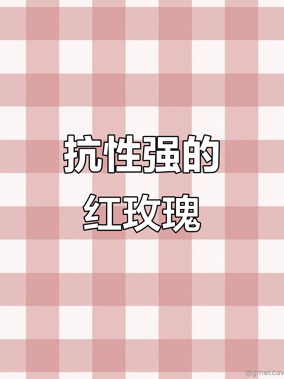 红玫瑰卡罗拉:刺多但美丽,春夏皆宜的月季之选