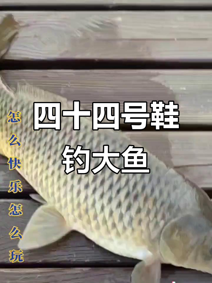 成功上岸！四十四号鞋与大红尾巴鱼的精彩对决