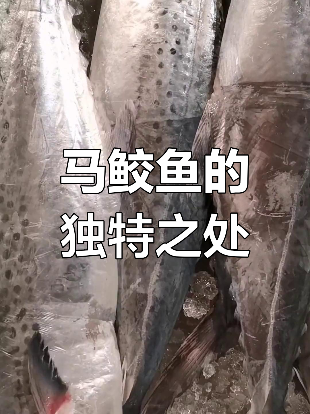 常见海鱼种类解析