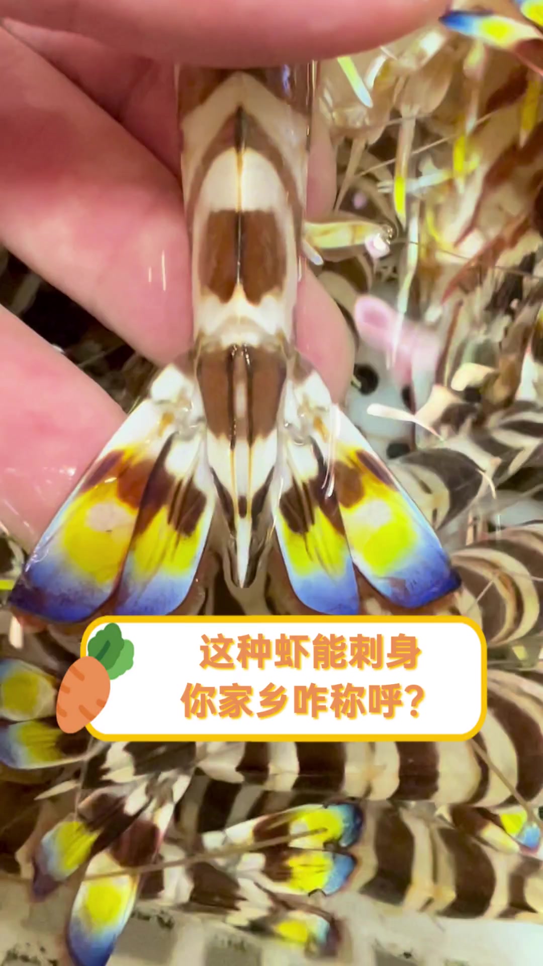 这种虾能刺身,你家乡咋称呼?