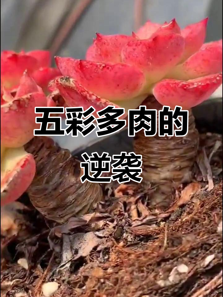 逆挂区五彩多肉,颜值爆表!