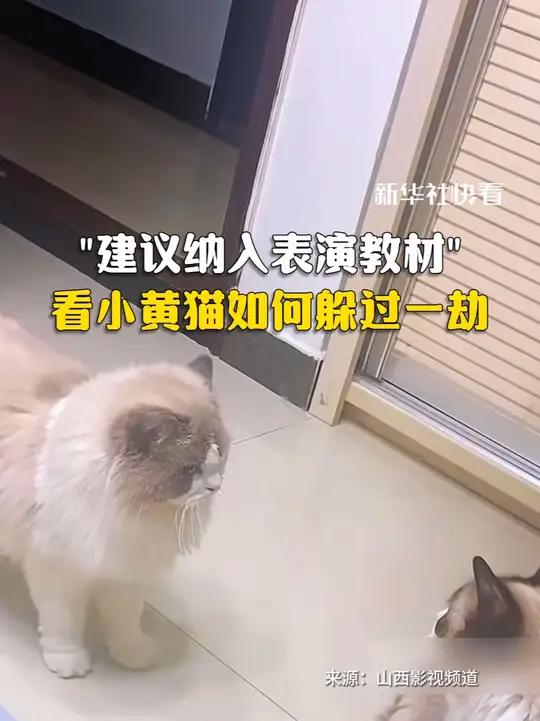 看小黄猫如何躲过一劫,网友:“建议纳入表演教材”
