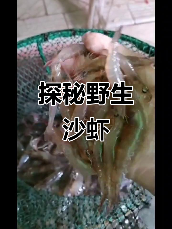 野生沙虾的魅力与挑战