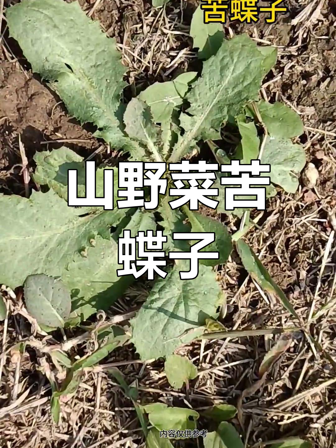 苦碟子:菊科植物,山野菜中的珍品
