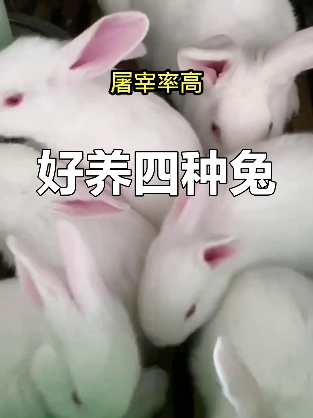 四大最易养的兔子品种,养殖前景超好
