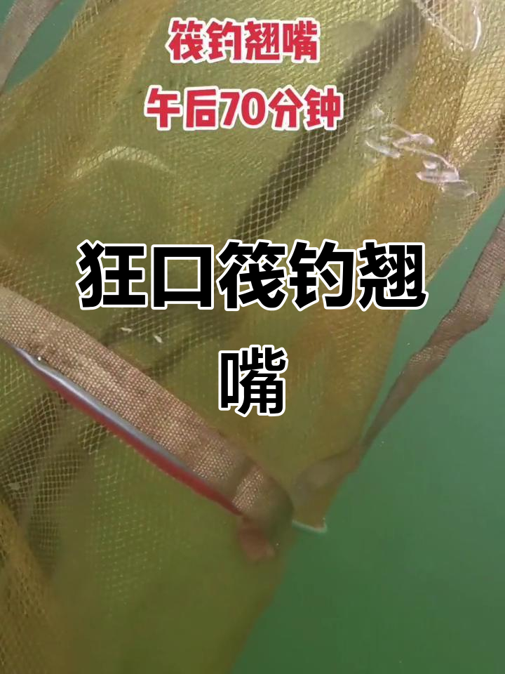 筏钓翘嘴大丰收,九条鱼轻松搞定