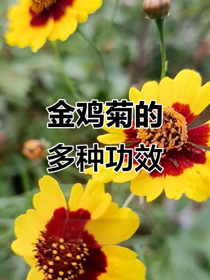 双色金鸡菊,降糖、美容、护肝,还能缓解呼吸道疾病