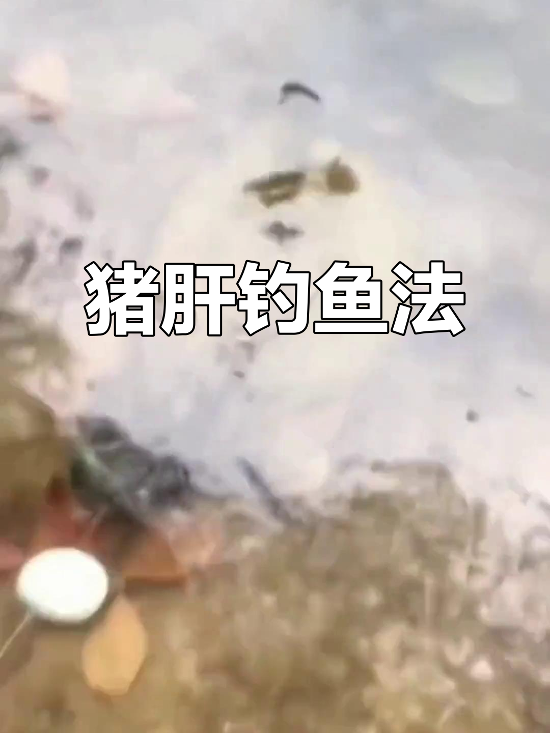 用猪肝钓甲鱼,简单又高效,傍晚放钩早上收