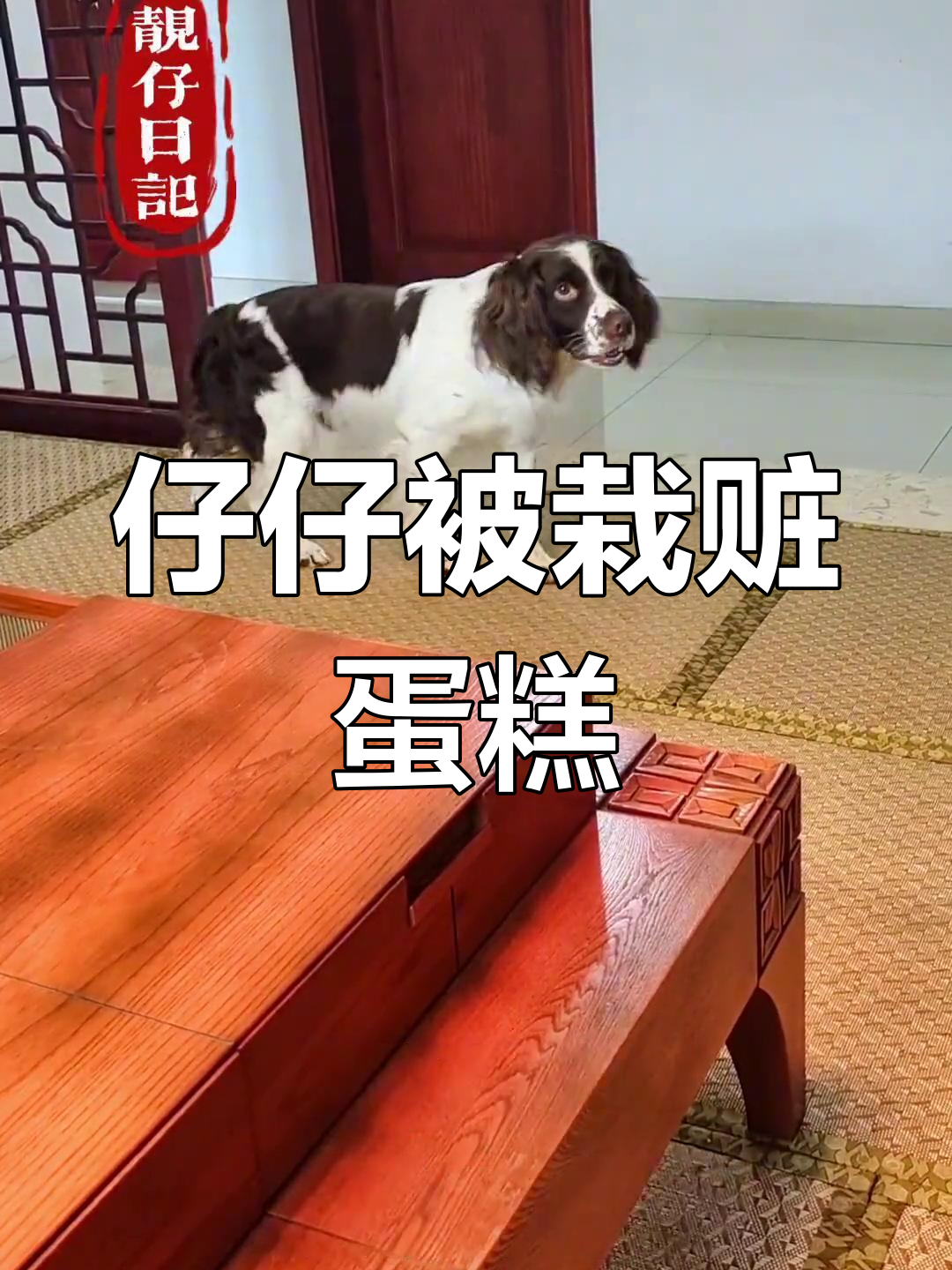 仔仔:没凭据就说是偷吃,真是冤枉!
