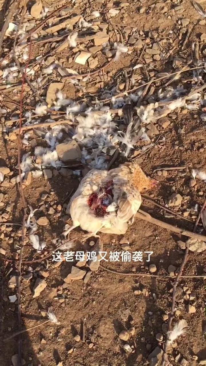 去乡村看看散养土鸡，感受田园的悠闲时光