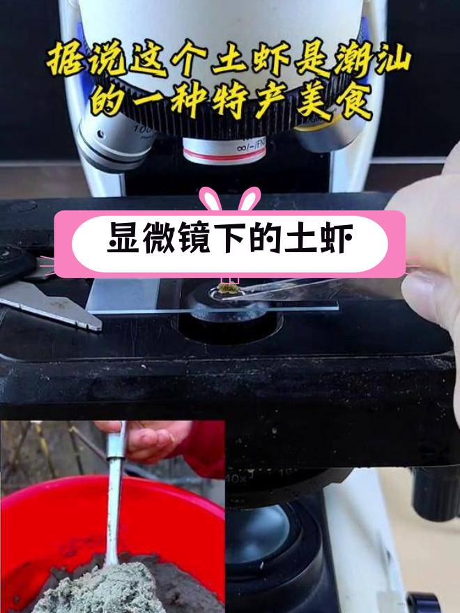 潮汕土虾的微观世界