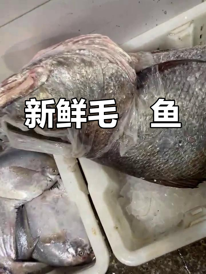 舟山毛鲿鱼34.8斤,难得一见