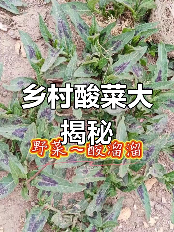 酸溜溜,乡野的独特美味