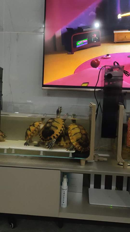 发现一堆爱看动画片的忍者神龟!