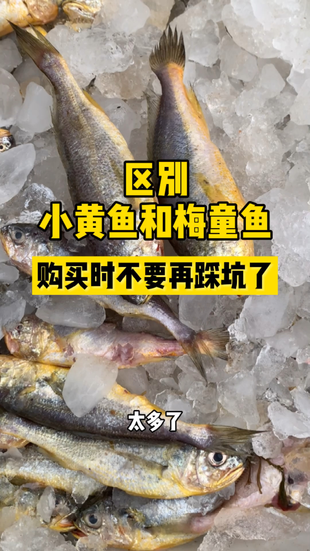 别在踩坑了一秒教你如何辨别小黄鱼和梅童鱼