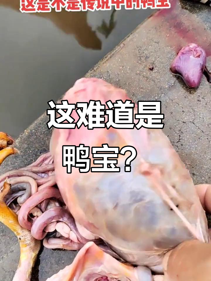 传说中的鸭宝现身,竟然是这样的!