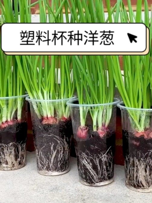 家庭塑料杯种洋葱芽,用来炒鸡蛋更好吃
