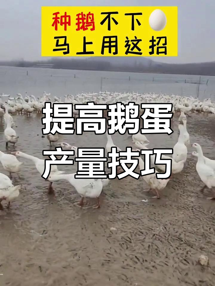 母鹅不下蛋?试试这招提高产蛋量,质量更佳
