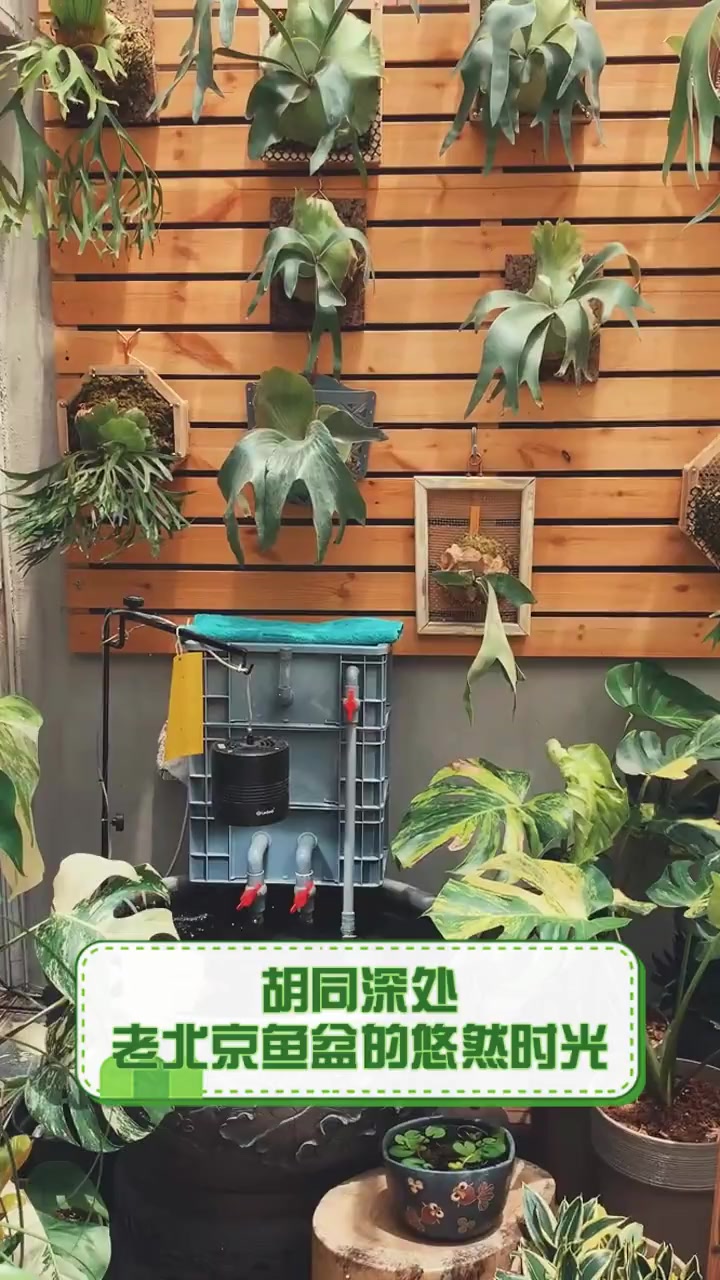 胡同深处,老北京鱼盆的悠然时光